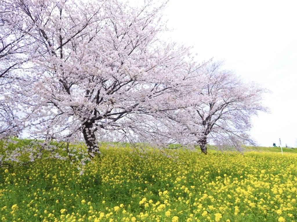 日本さくら名所100選の熊谷桜堤にて、「熊谷さくら祭」が開催されます。