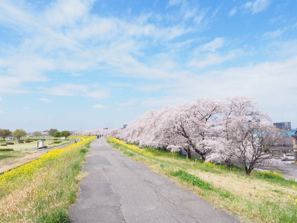 日本さくら名所100選の熊谷桜堤にて、「熊谷さくら祭」が開催されます。