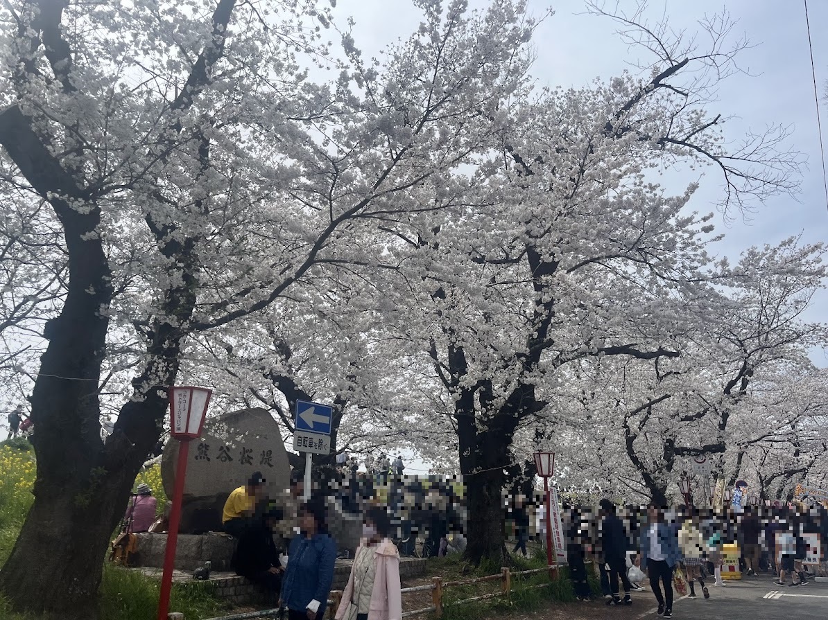 桜の開花状況により、熊谷桜堤で行われている「さくら祭」の期間が延長しています。一週間伸びて、期間は、2024年3月25日(月)〜4月14日(日)になっています。