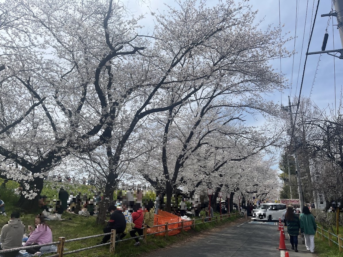 桜は、ほぼ満開になっていて緑の葉が出てきている所もありました。