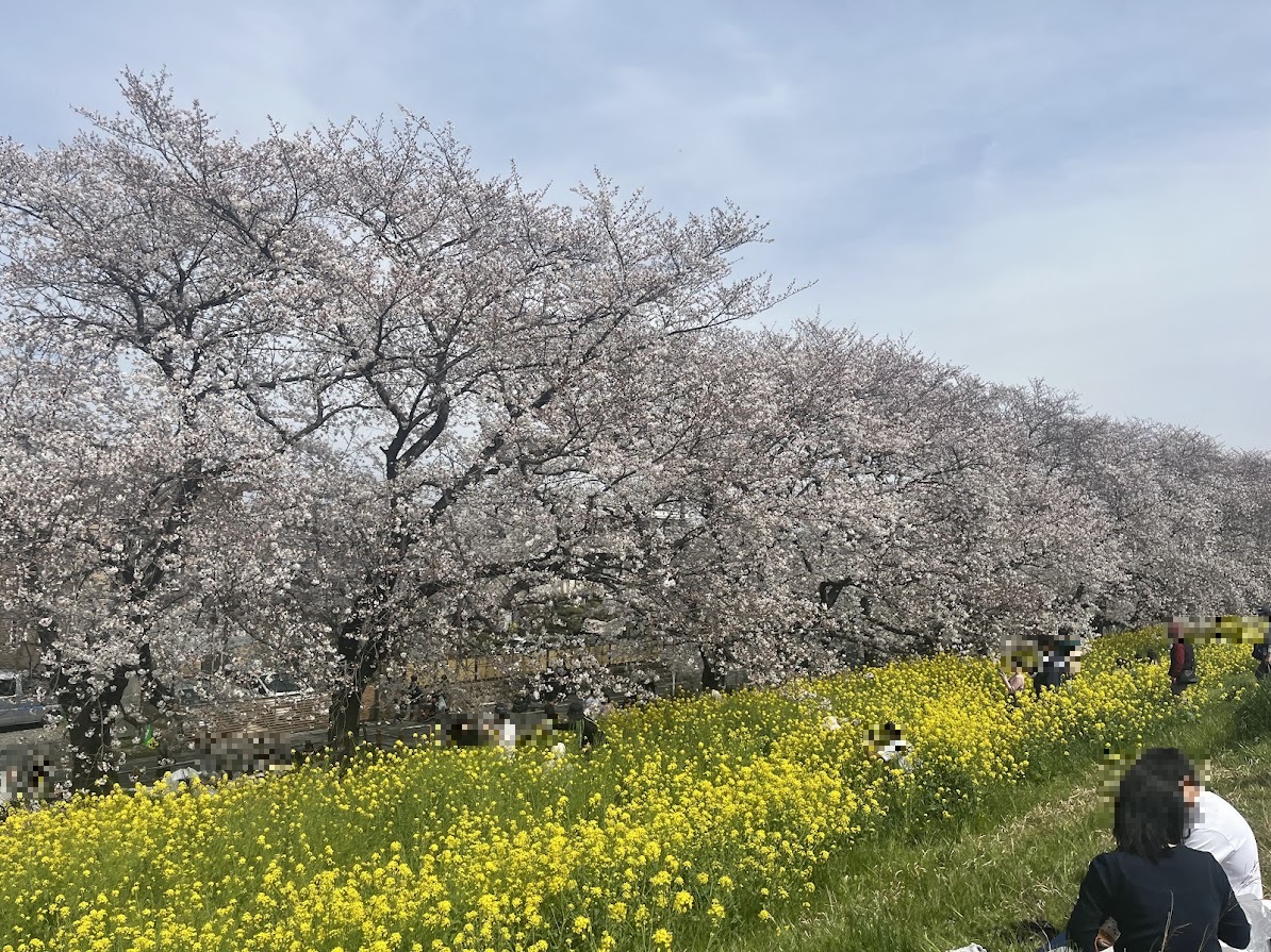 桜の開花状況により、熊谷桜堤で行われている「さくら祭」の期間が延長しています。一週間伸びて、期間は、2024年3月25日(月)〜4月14日(日)になっています。