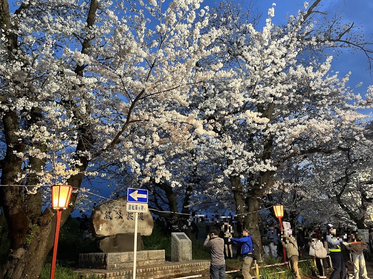 桜の開花状況により、熊谷桜堤で行われている「さくら祭」の期間が延長しています。一週間伸びて、期間は、2024年3月25日(月)〜4月14日(日)になっています。