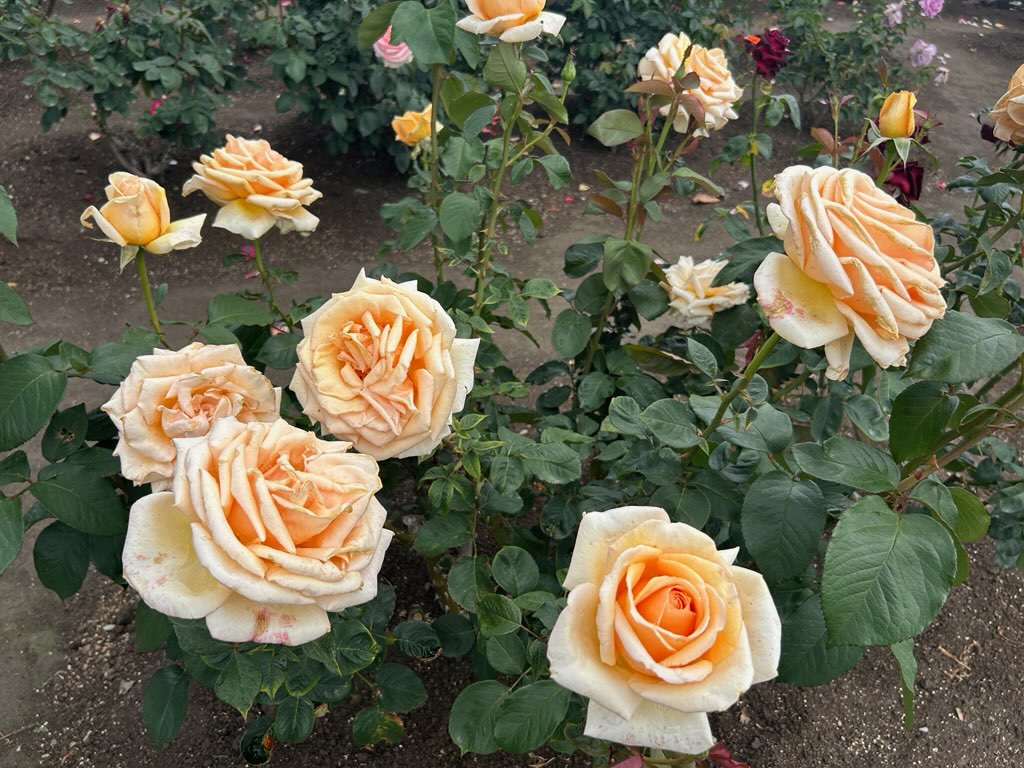 新島整形バラ4