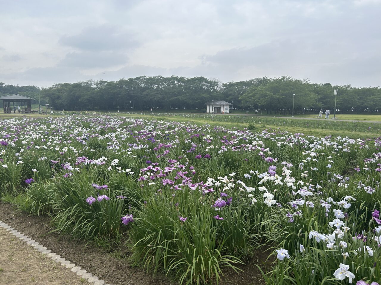 別府沼公園1