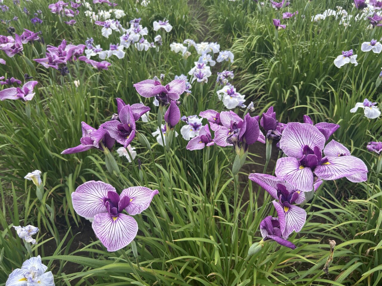 別府沼公園2